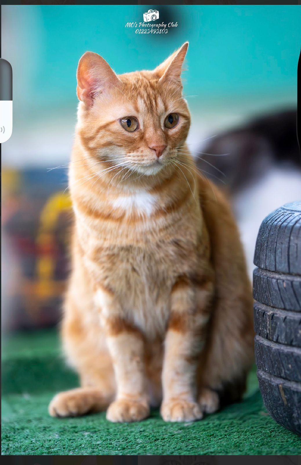 Tiger, a ADOPTABLE mixed breed in Newmarket, ON image 2/6