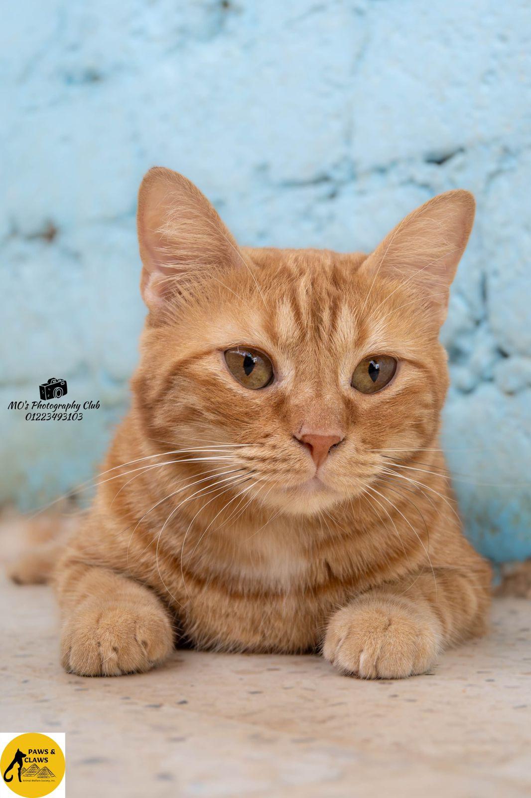 Tiger, ADOPTABLE, Young Male Tabby.