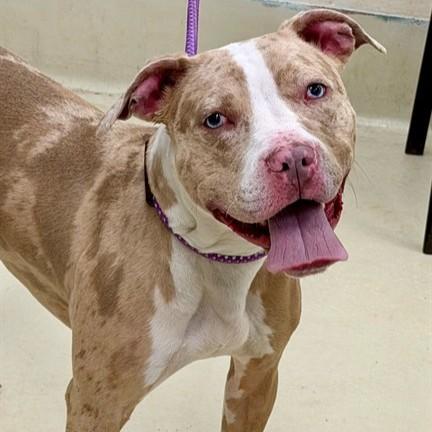 Enlarge Rambo- 52903, a ADOPTABLE Pit Bull Terrier in Columbia, MD image 1/1