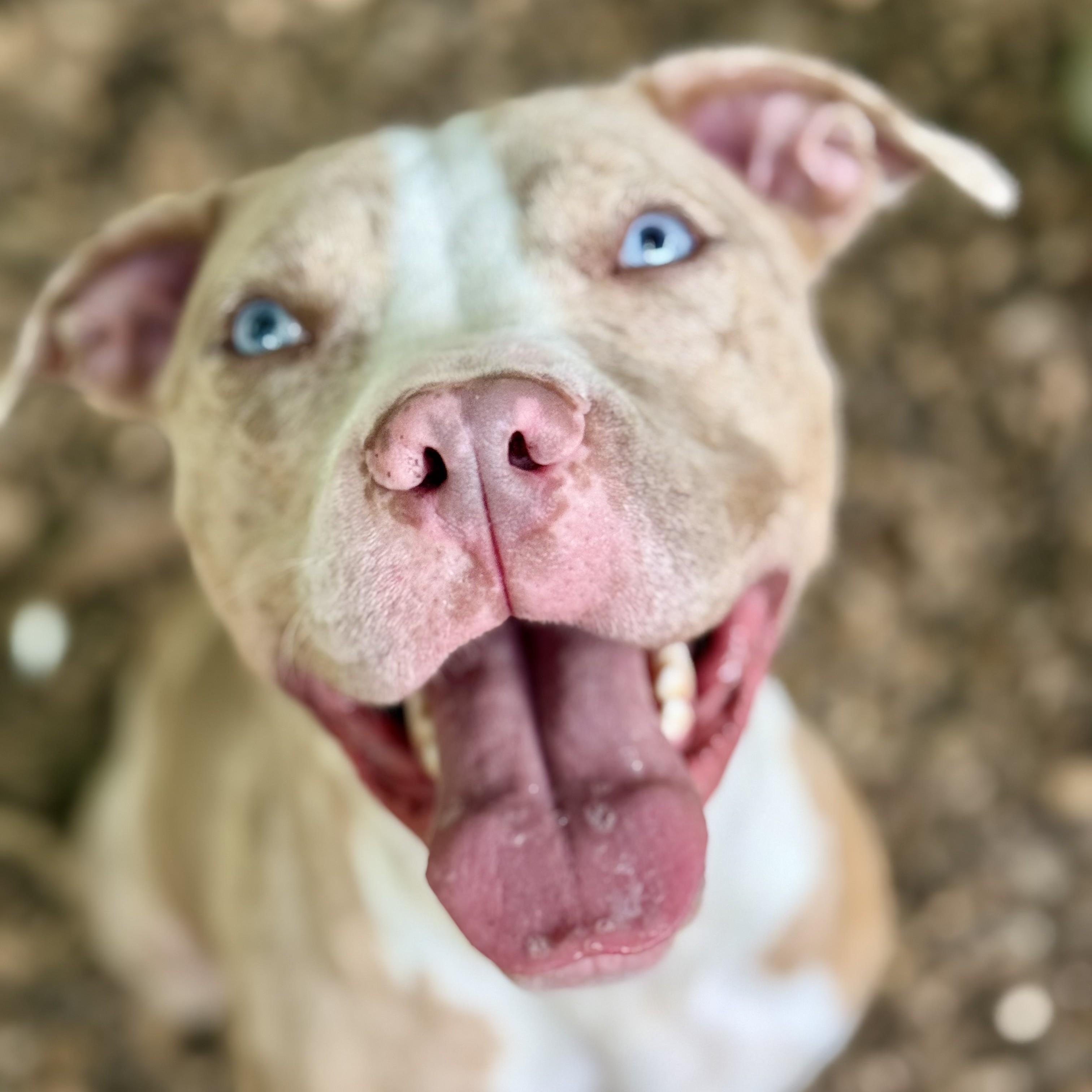 Rambo- 52903, a ADOPTABLE Pit Bull Terrier in Columbia, MD image 1/4