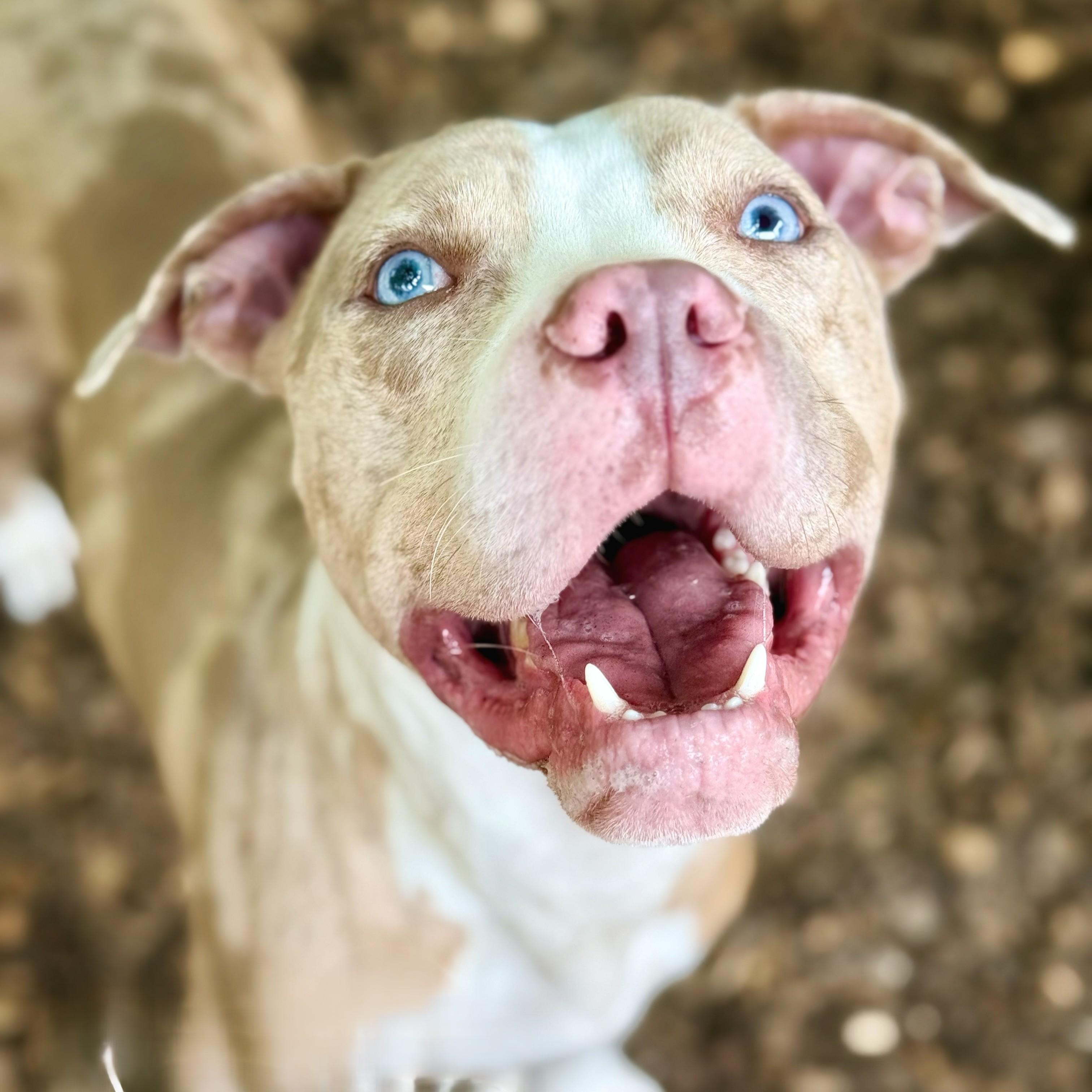 Rambo- 52903, a ADOPTABLE Pit Bull Terrier in Columbia, MD image 2/4