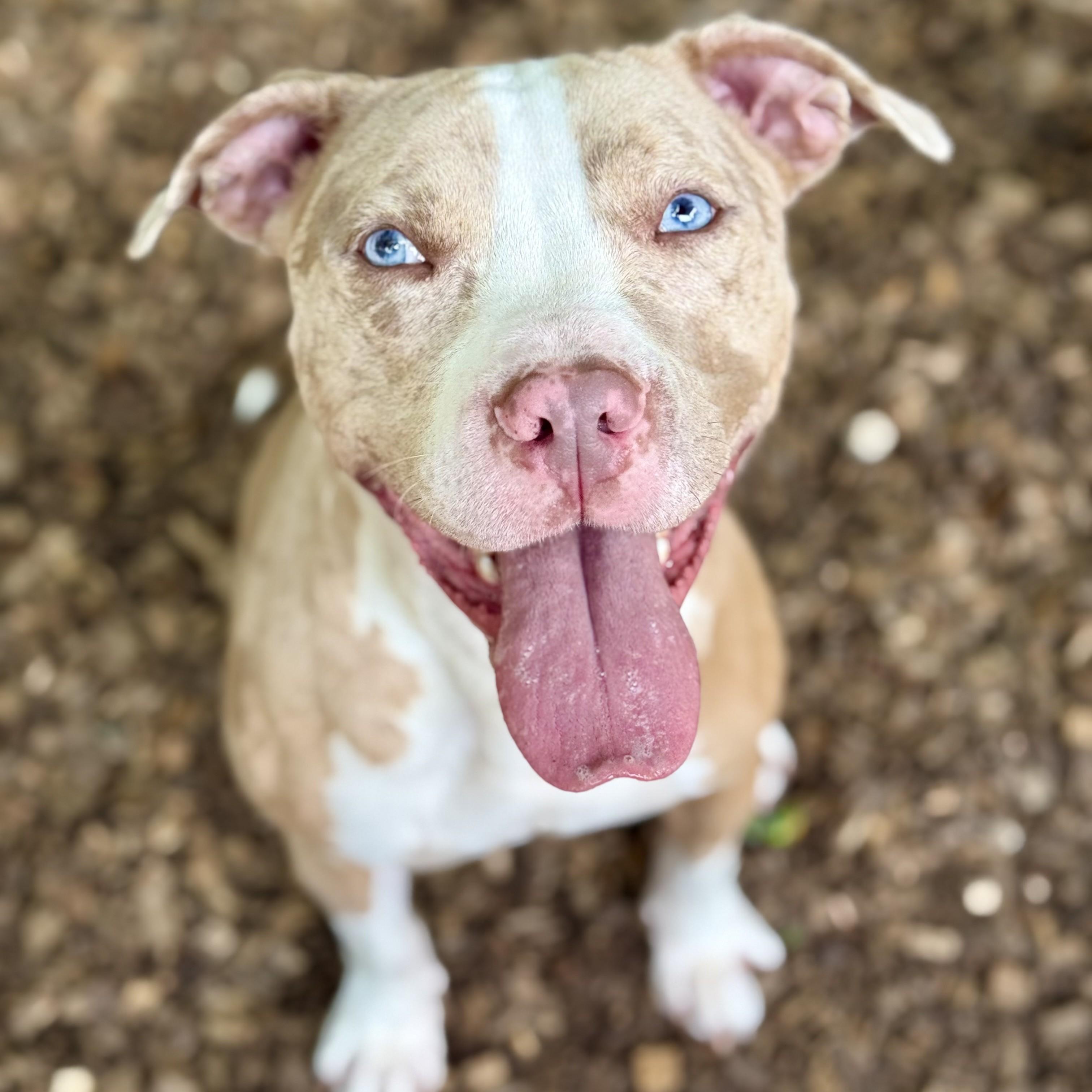 Rambo- 52903, a ADOPTABLE Pit Bull Terrier in Columbia, MD image 3/4