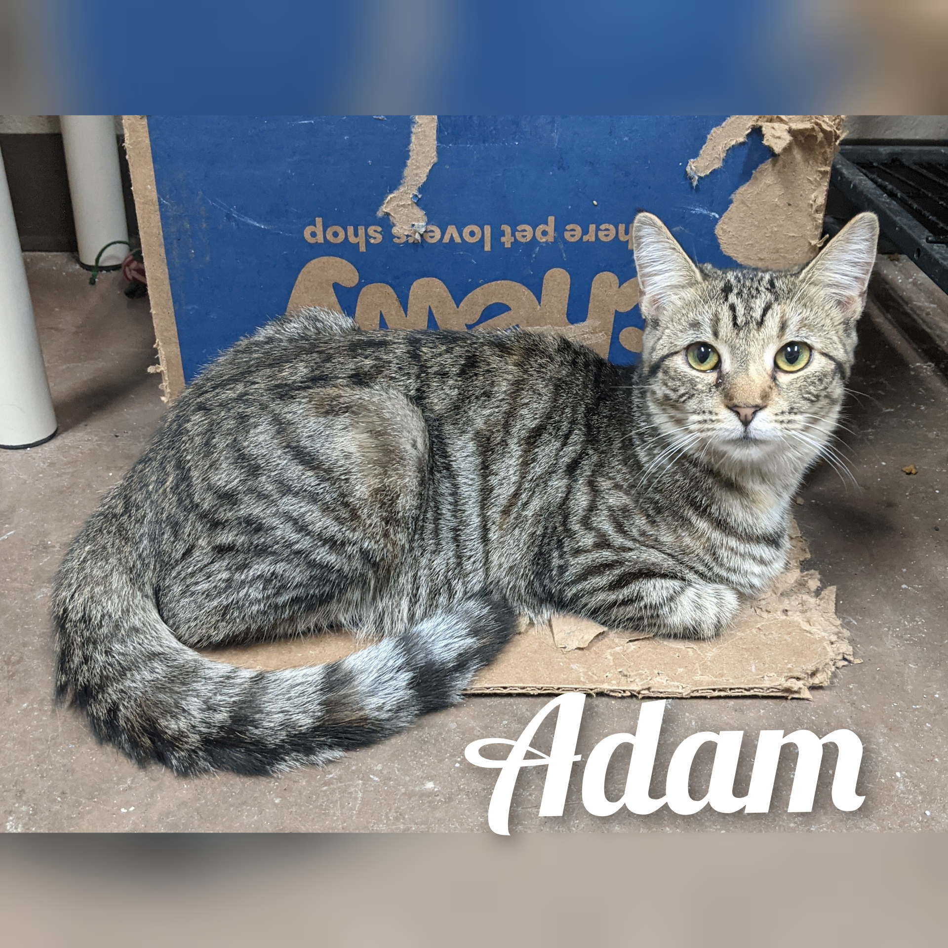 Adam, a Adoptable Tabby in Wilmington, OH image 1/6