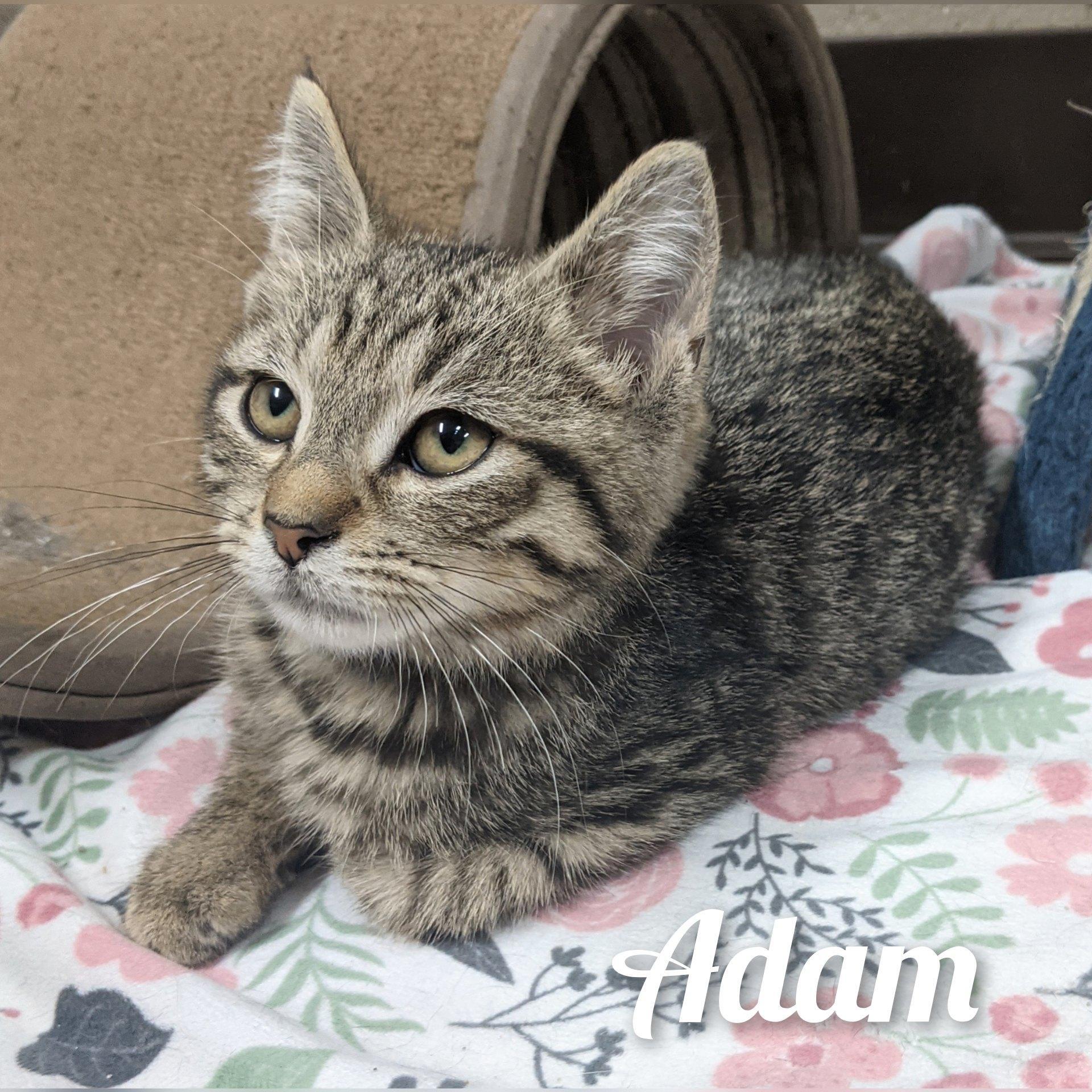 Adam, a Adoptable Tabby in Wilmington, OH image 2/6