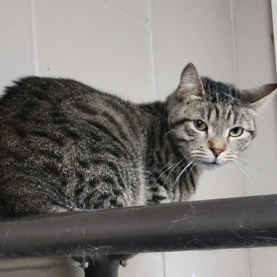 Adam, a Adoptable Tabby in Wilmington, OH image 3/6