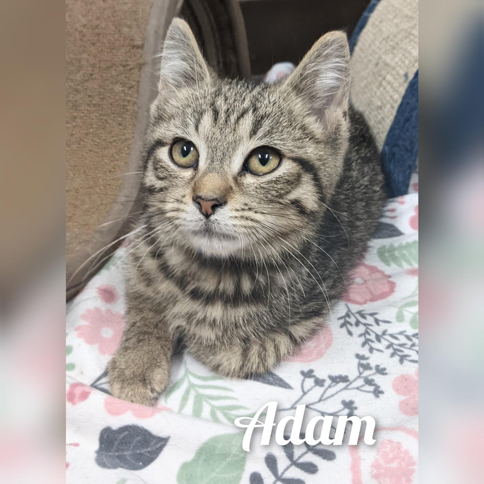 Adam, a Adoptable Tabby in Wilmington, OH image 4/6
