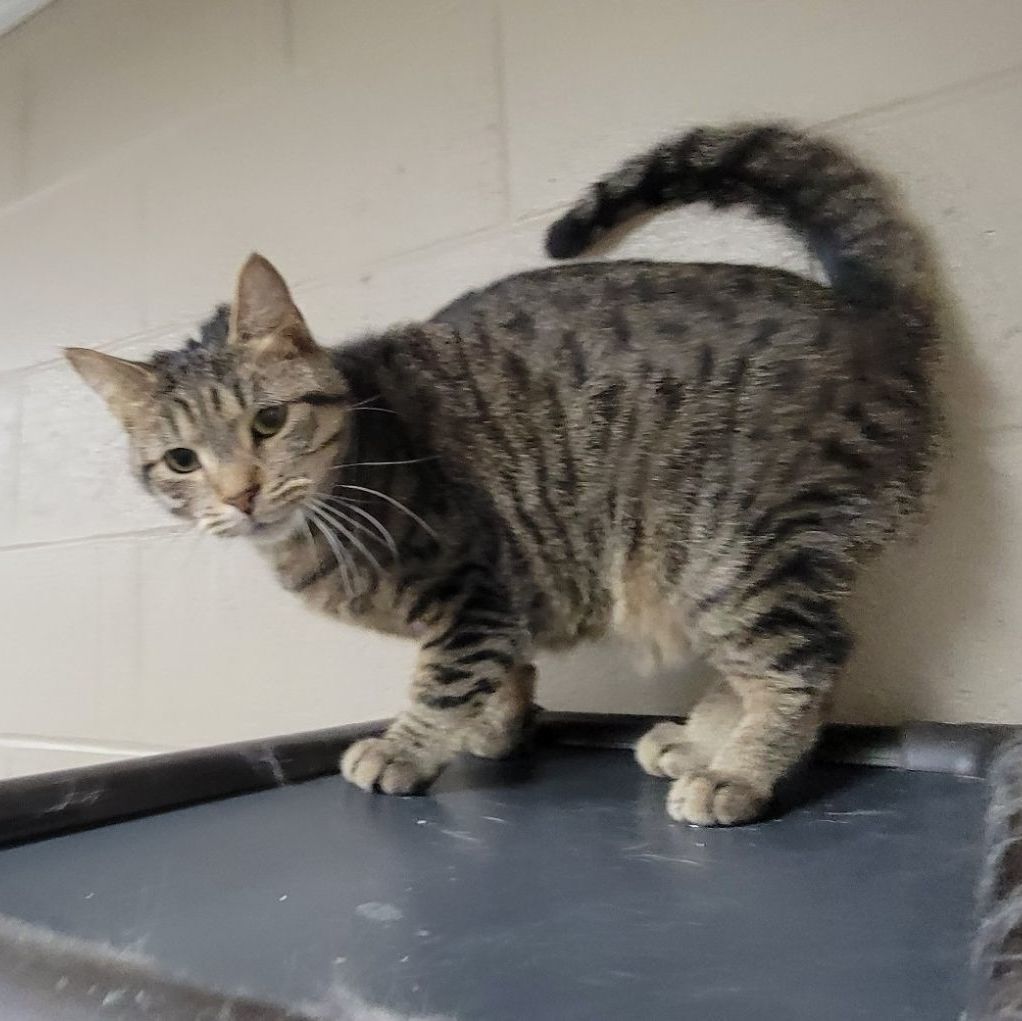 Adam, a Adoptable Tabby in Wilmington, OH image 5/6