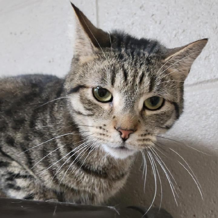 Adam, a Adoptable Tabby in Wilmington, OH image 6/6