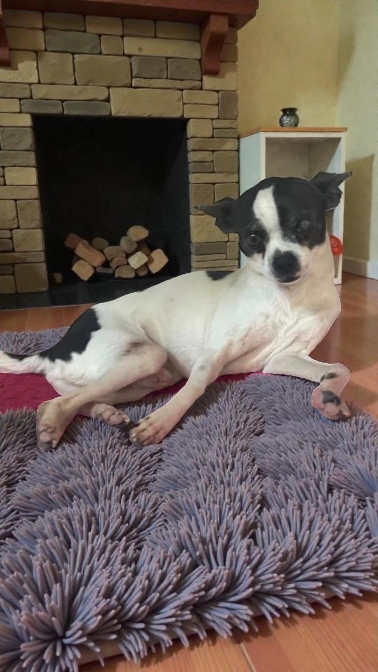 Raisin, a Adoptable mixed breed in Abbotsford, BC image 3/6