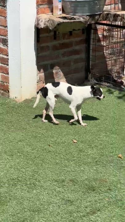 Enlarge Raisin, a Adoptable mixed breed in Abbotsford, BC video 2/6