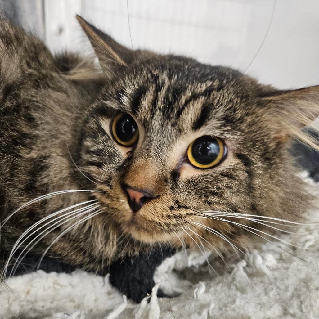 Enlarge Gatsby, a Adoptable Domestic Long Hair in Grantsville, UT image 1/1