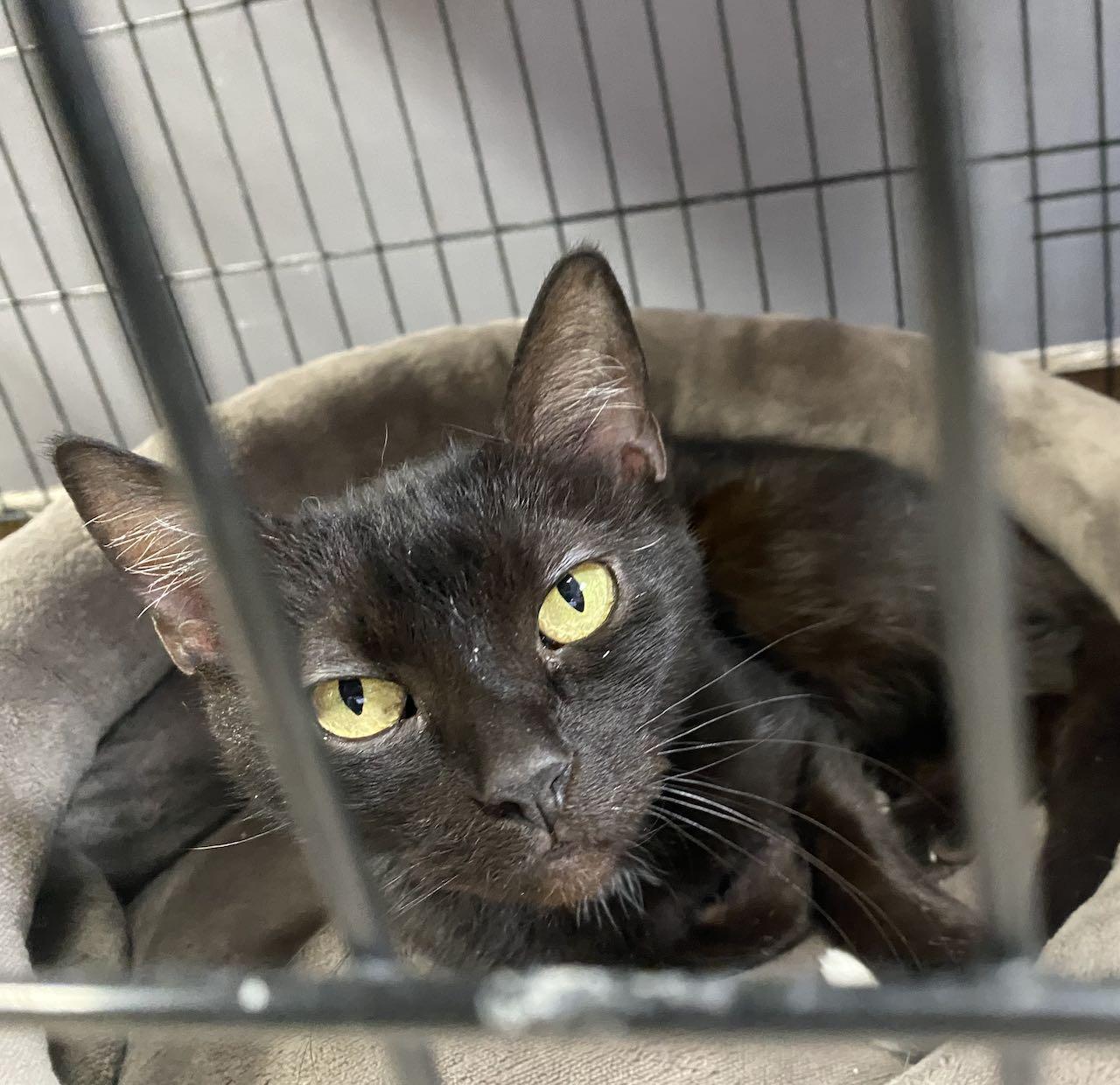 Enlarge CAT - SNOWBALL, a Adopted Domestic Short Hair in GILBERTS, IL image 1/1