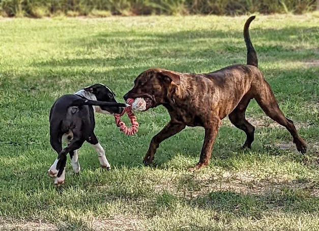 Enlarge Maggie Magazine, a Adoptable mixed breed in Mission, TX image 1/6