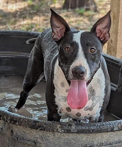 Enlarge Maggie Magazine, a Adoptable mixed breed in Mission, TX image 2/6