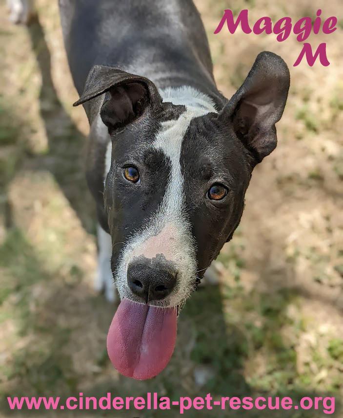 Enlarge Maggie Magazine, a Adoptable mixed breed in Mission, TX image 3/6
