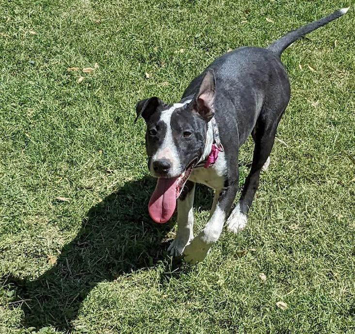 Enlarge Maggie Magazine, a Adoptable mixed breed in Mission, TX image 4/6