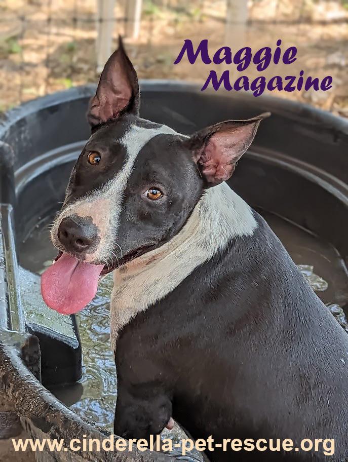 Enlarge Maggie Magazine, a Adoptable mixed breed in Mission, TX image 5/6