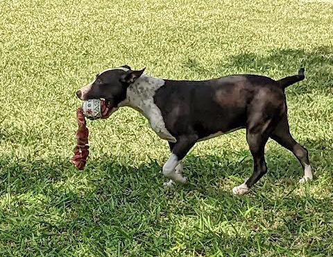 Enlarge Maggie Magazine, a Adoptable mixed breed in Mission, TX image 6/6