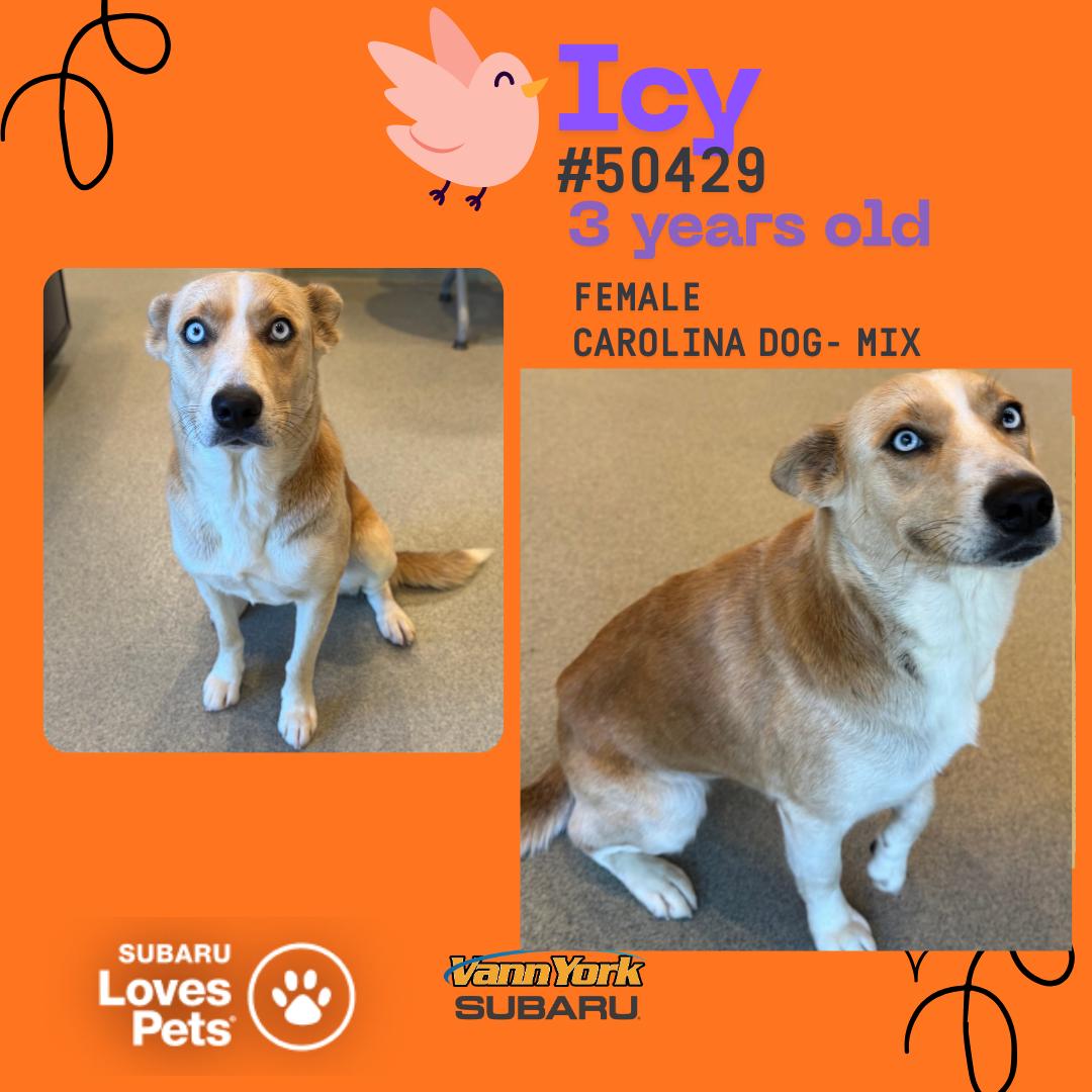 Enlarge Icy, a Adoptable Carolina Dog in Randleman, NC image 1/1