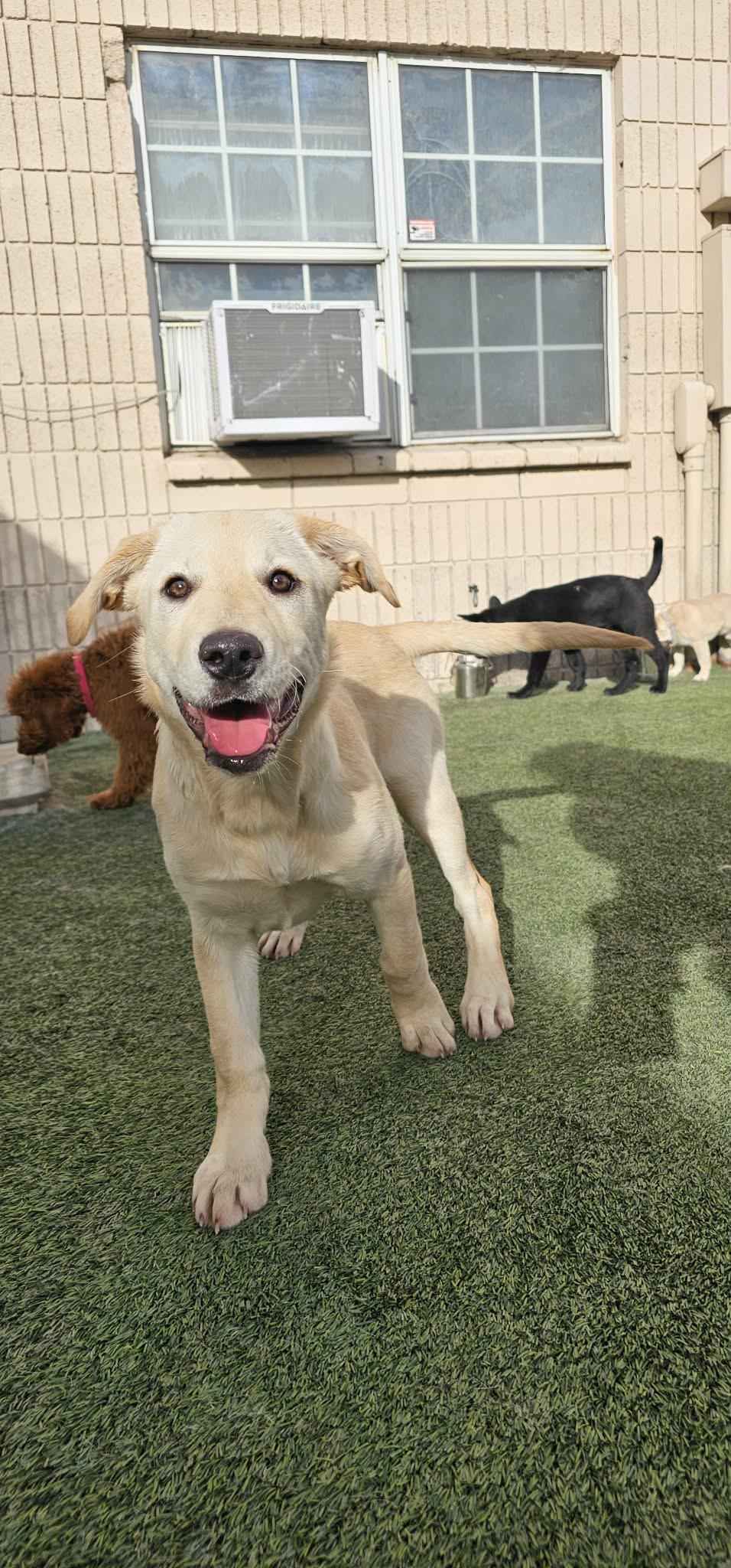 Tinsel , ADOPTABLE, Puppy Female Yellow Labrador Retriever.