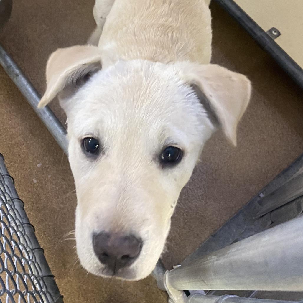 Tinsel , ADOPTABLE, Puppy Female Yellow Labrador Retriever.