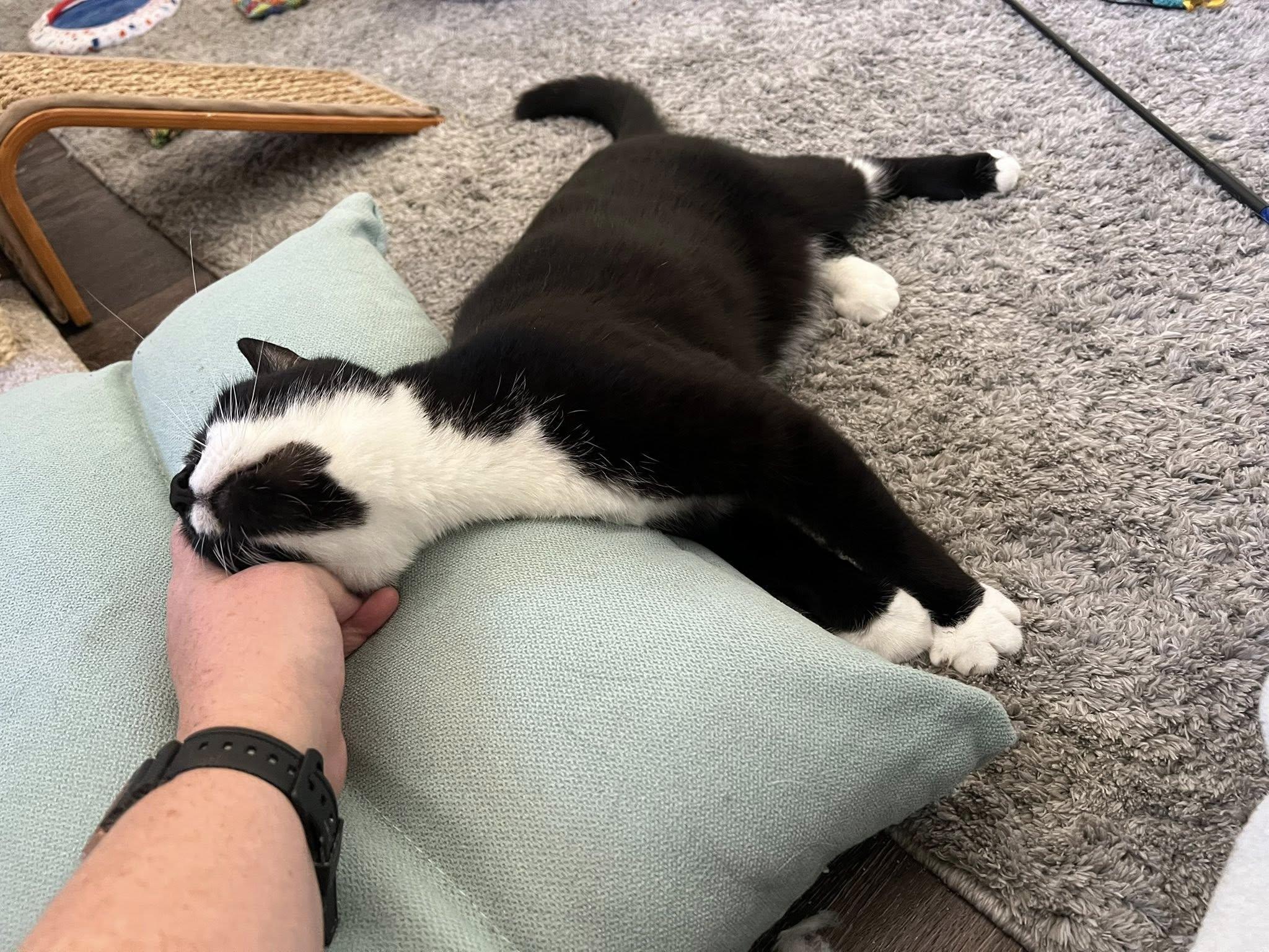 Pi & Suzi, adopted, Adult Male Tuxedo.