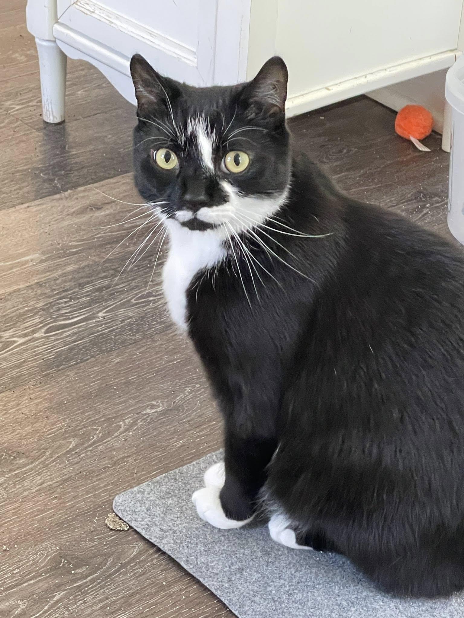 Pi & Suzi, a Adoptable Tuxedo in Bath, ME image 5/6