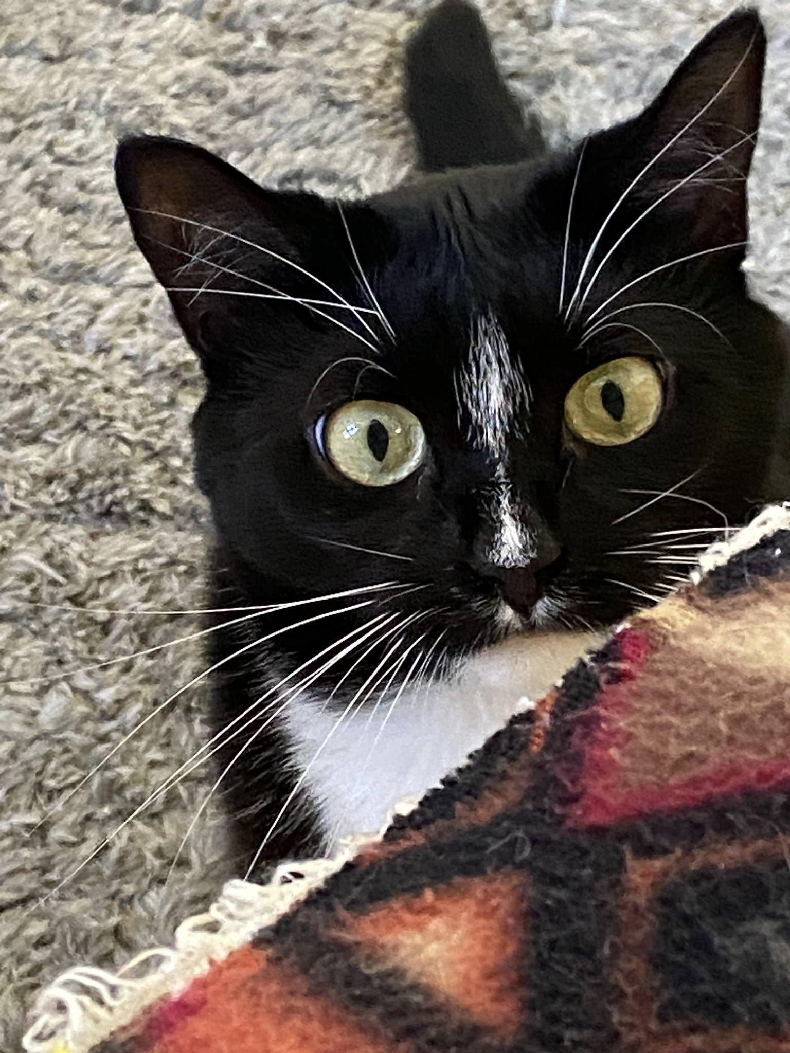 Pi & Suzi, a Adoptable Tuxedo in Bath, ME image 4/6