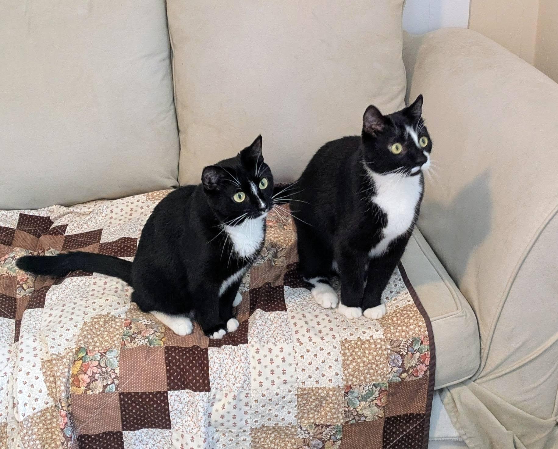 Pi & Suzi, Adoptable, Adult Male Tuxedo.
