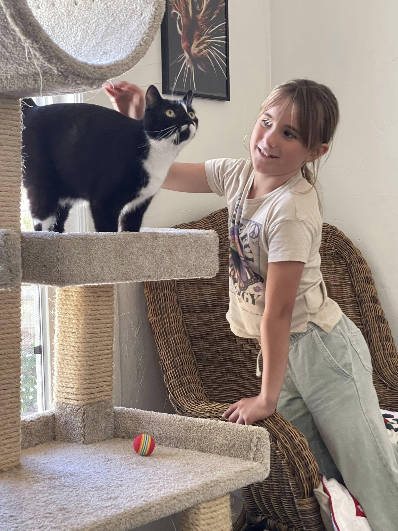 Pi & Suzi, a Adoptable Tuxedo in Bath, ME image 6/6