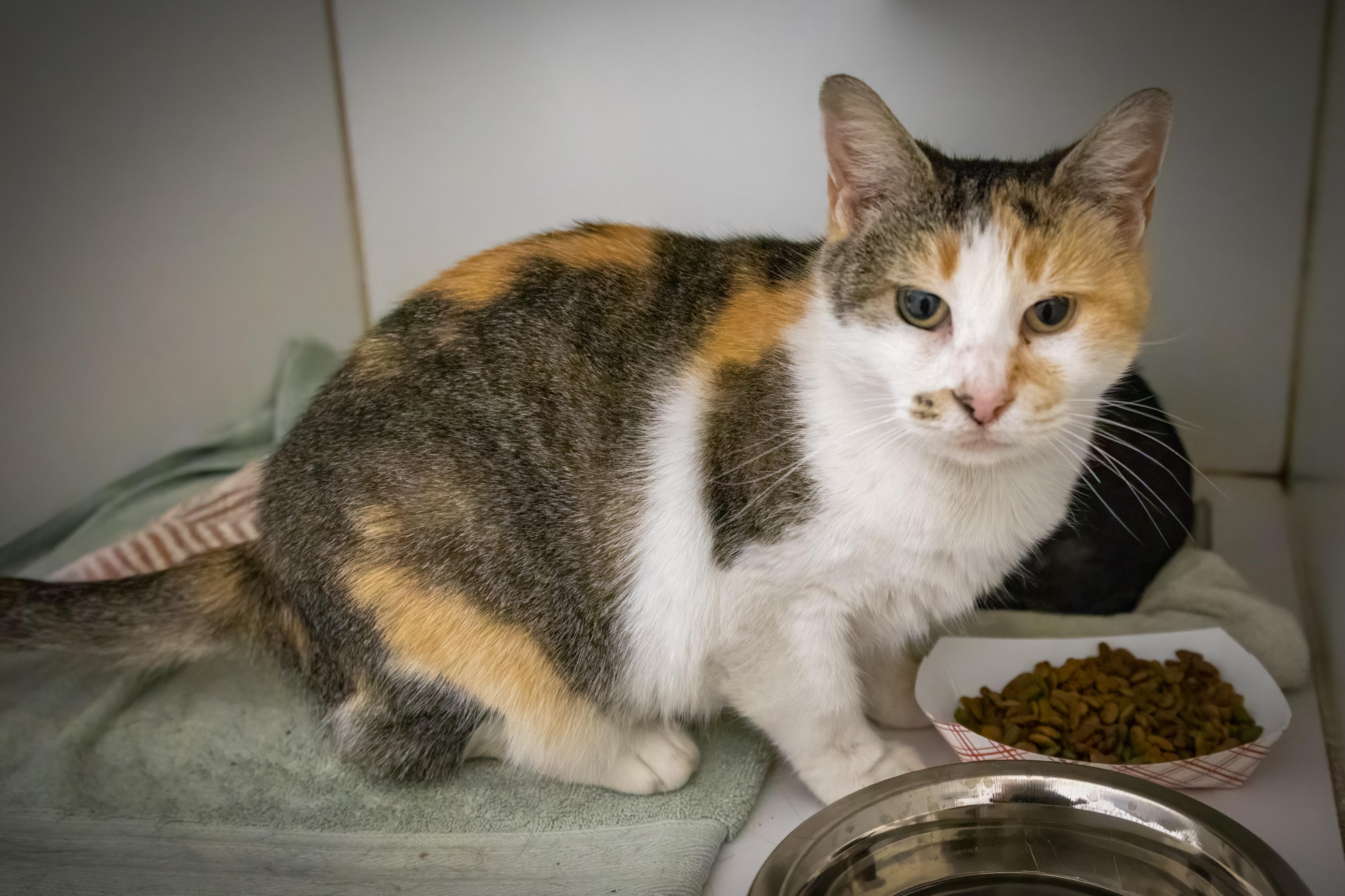 Magnolia thumbnail 2