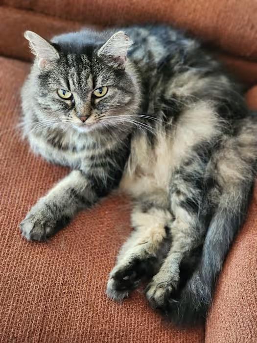 Rosie, adoptable, Adult Female Domestic Long Hair & Tabby.