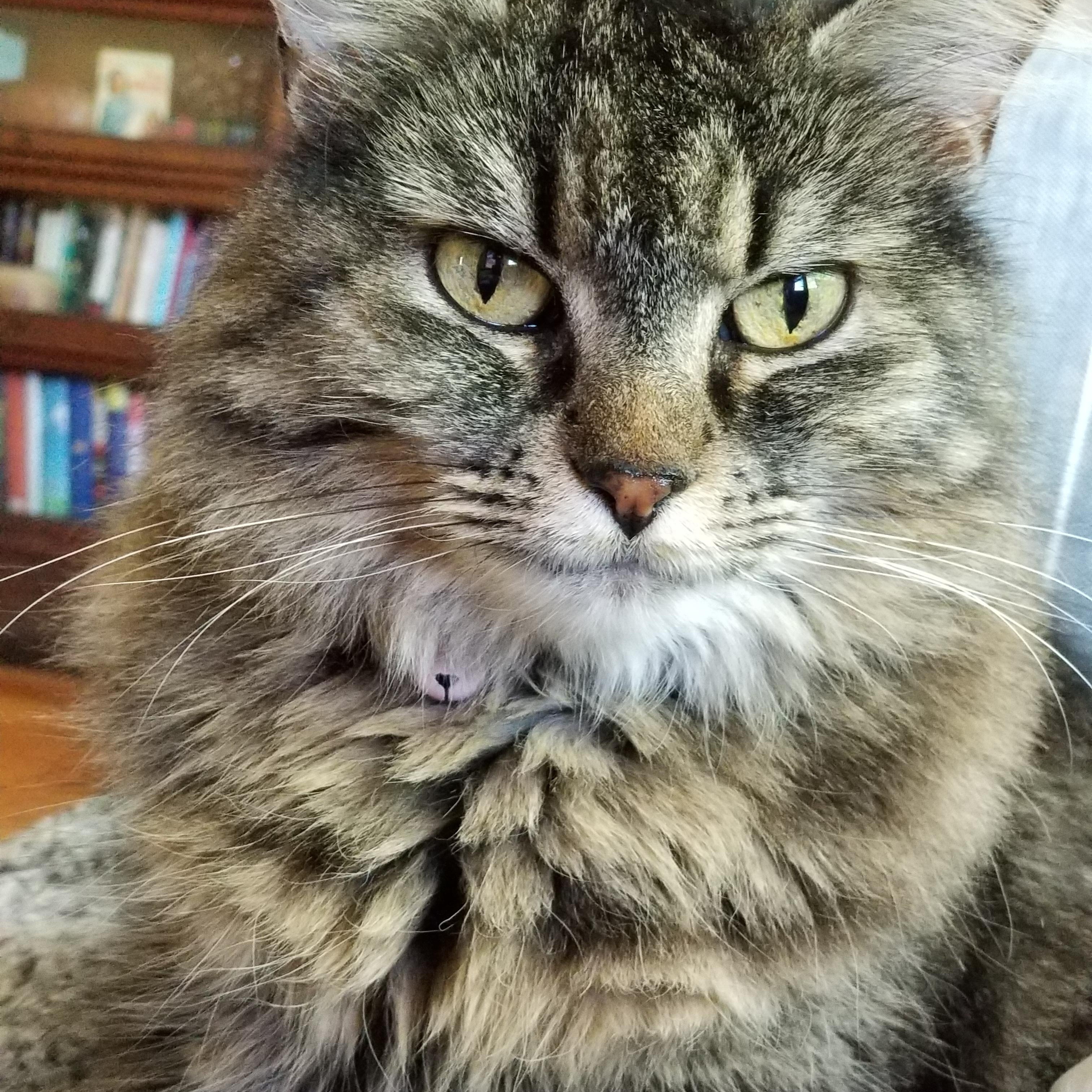 Enlarge Rosie, a ADOPTABLE Domestic Long Hair in West Lafayette, IN image 1/1