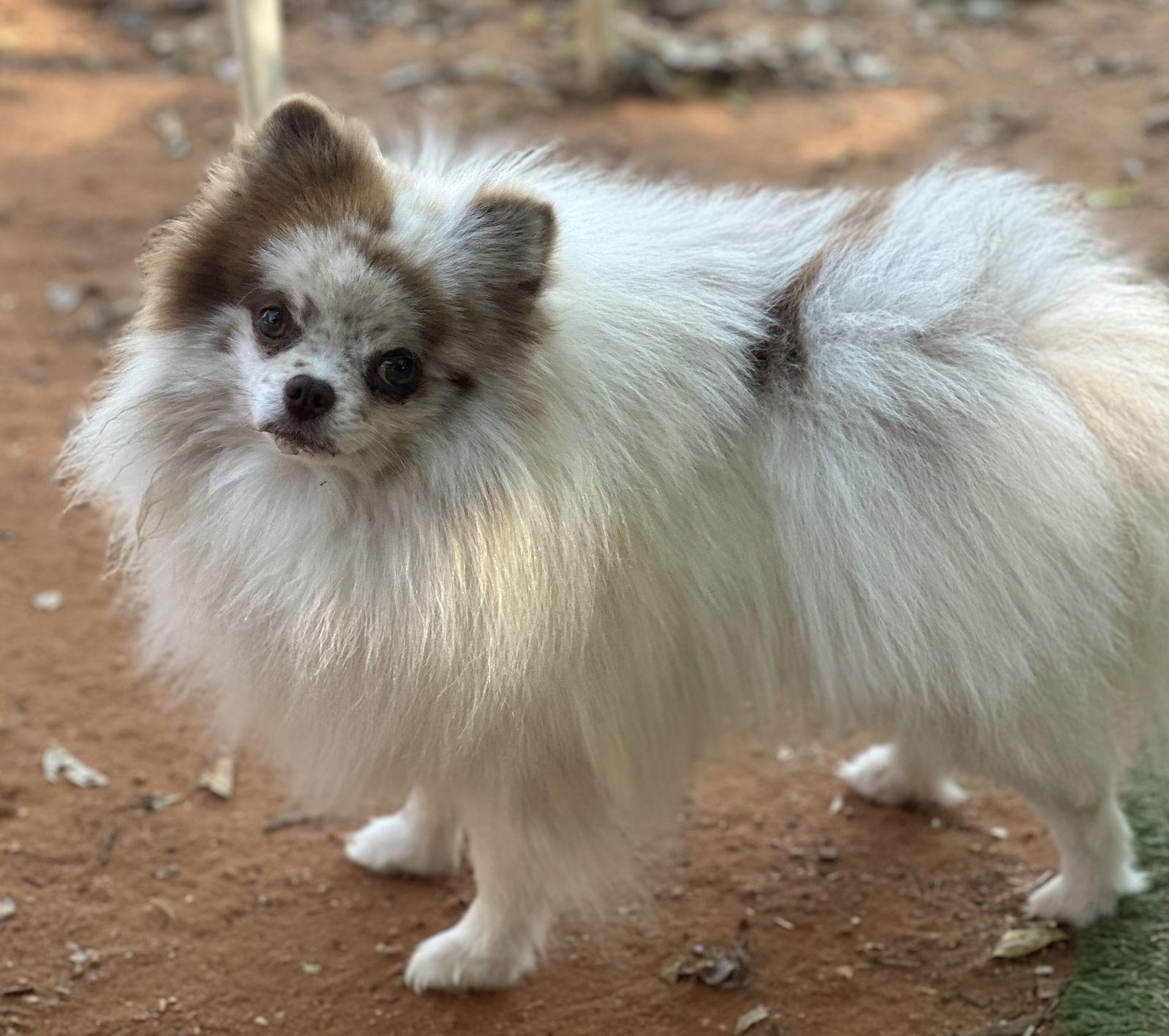 Saint, Adoptable, Adult Male Pomeranian.