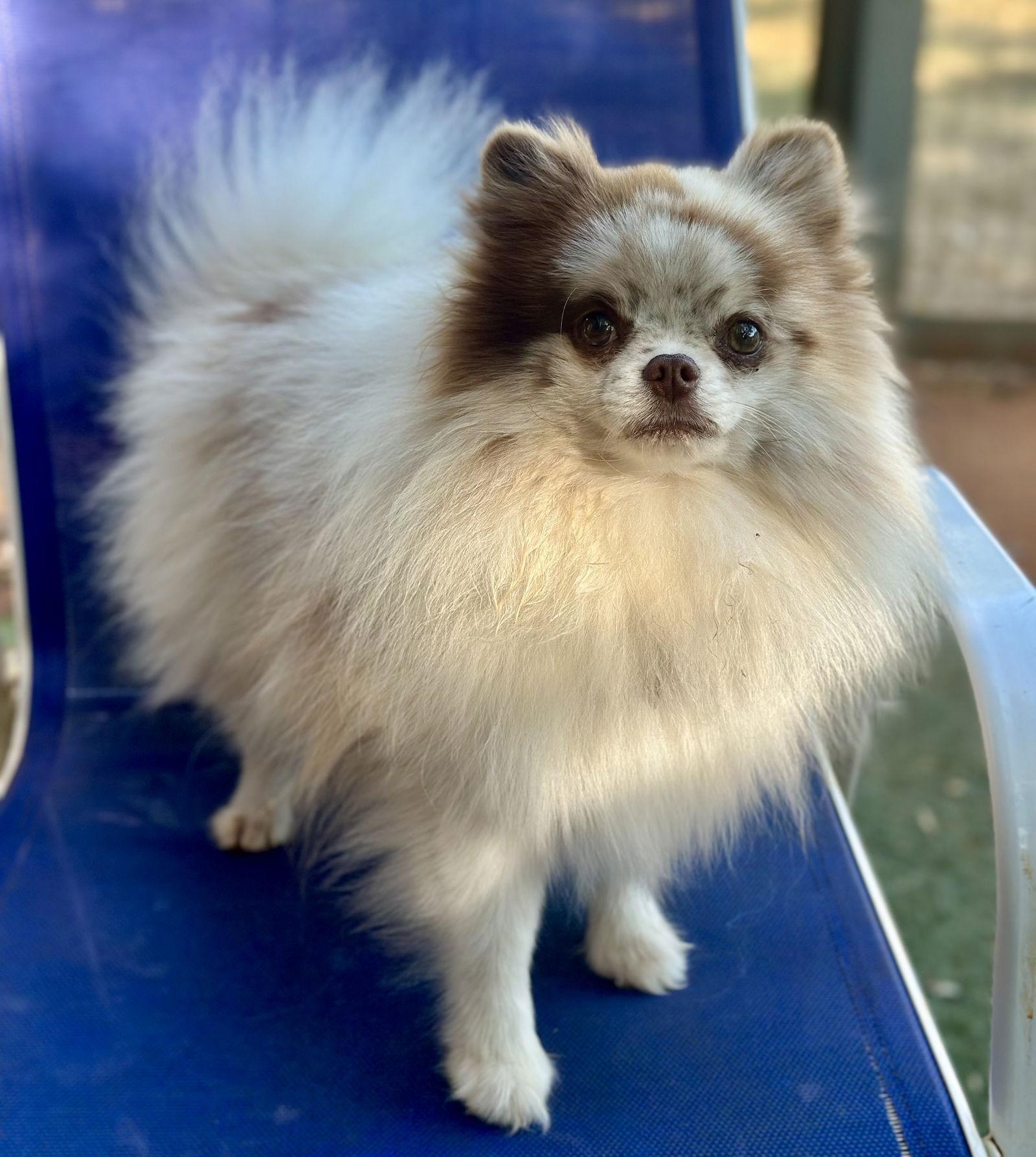 Enlarge Saint, a Adoptable Pomeranian in Garland, TX image 2/2