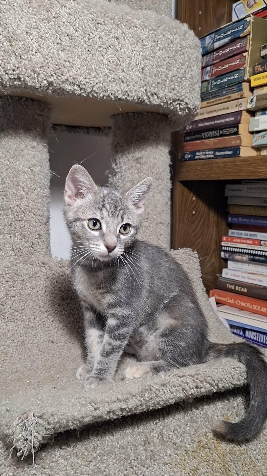 Jennifer Juniper, Adoptable, Kitten Female Domestic Short Hair & Torbie.