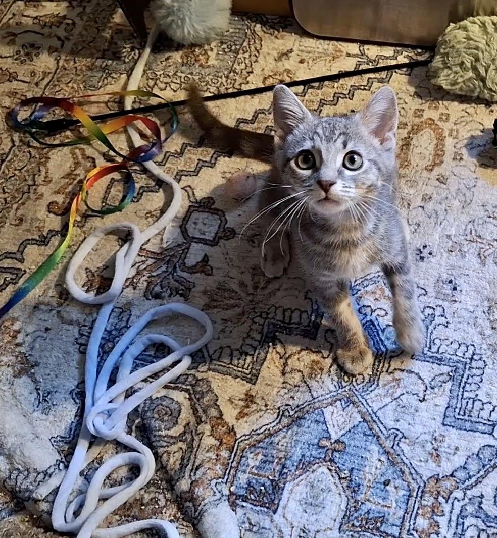 Enlarge Jennifer Juniper, a Adoptable mixed breed in Inglewood, CA image 2/3