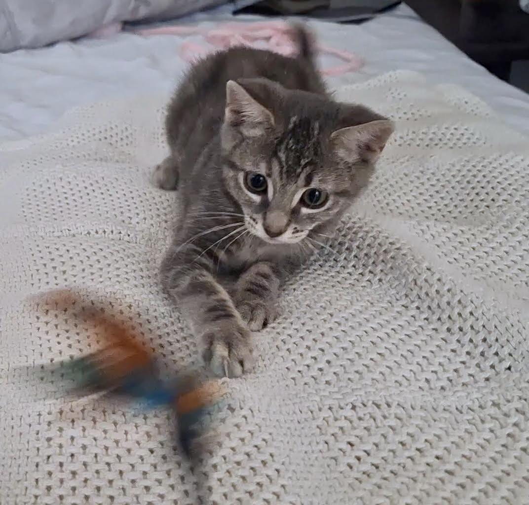 Enlarge Jennifer Juniper, a Adoptable mixed breed in Inglewood, CA image 3/3