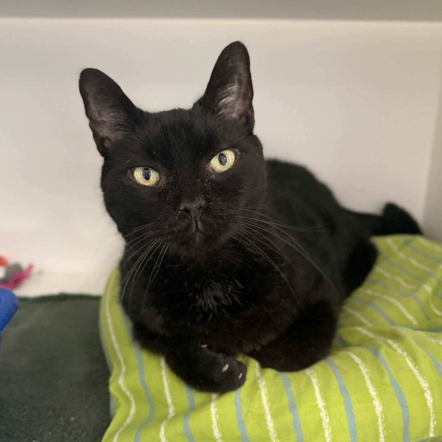 Nesbit, ADOPTABLE, Senior Male Domestic Short Hair.