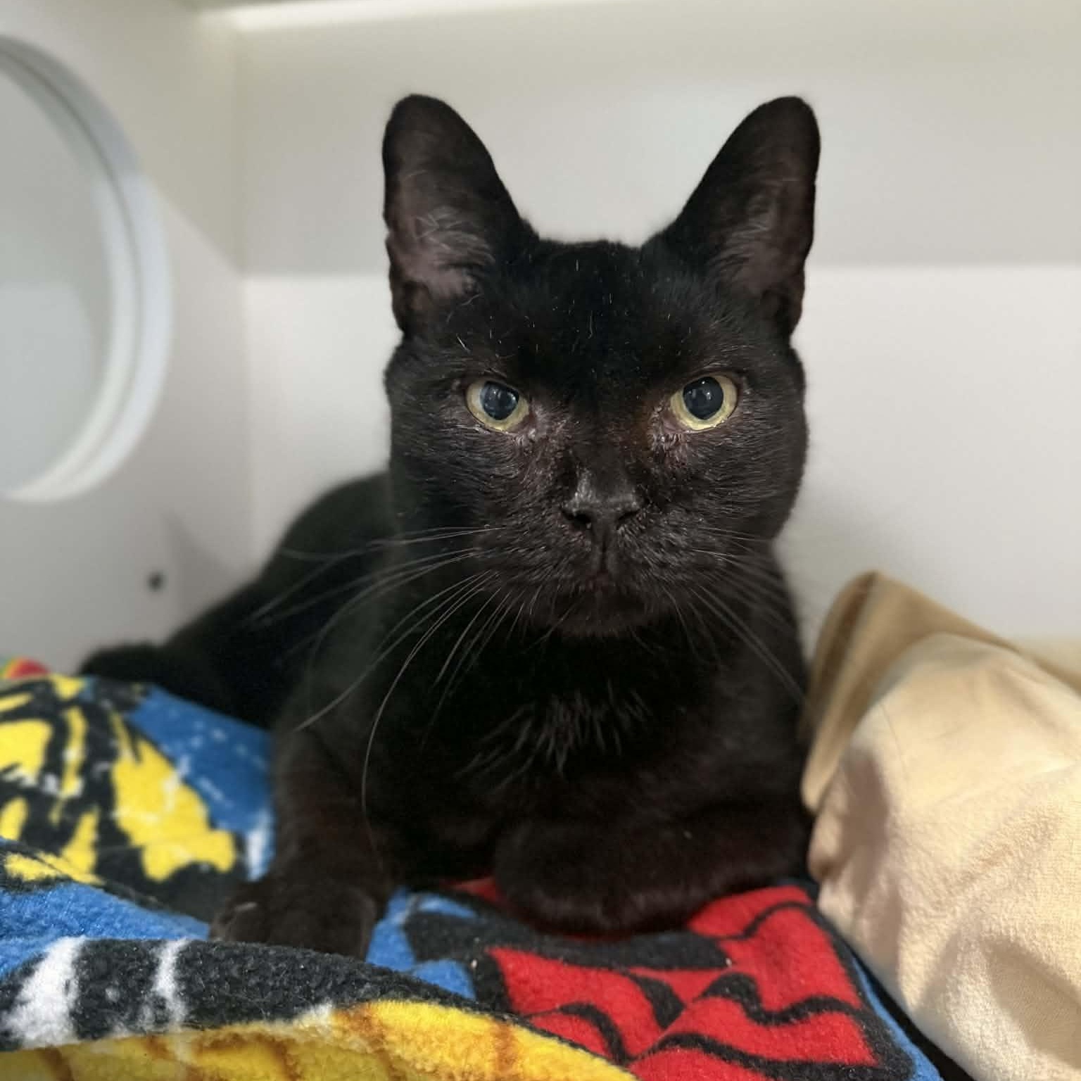 Enlarge Nesbit, a ADOPTABLE mixed breed in Penn Yan, NY image 2/3