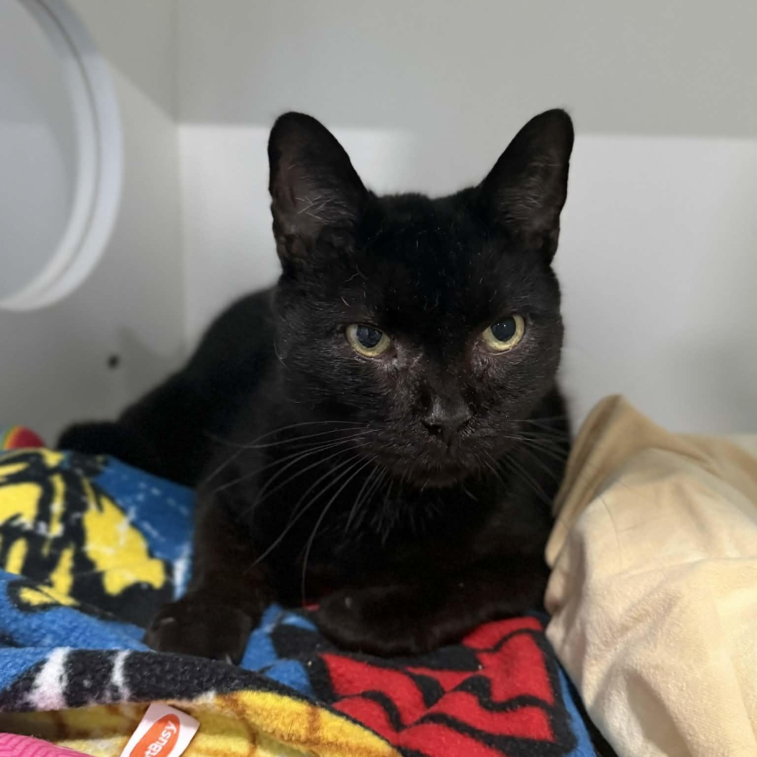 Enlarge Nesbit, a ADOPTABLE mixed breed in Penn Yan, NY image 3/3