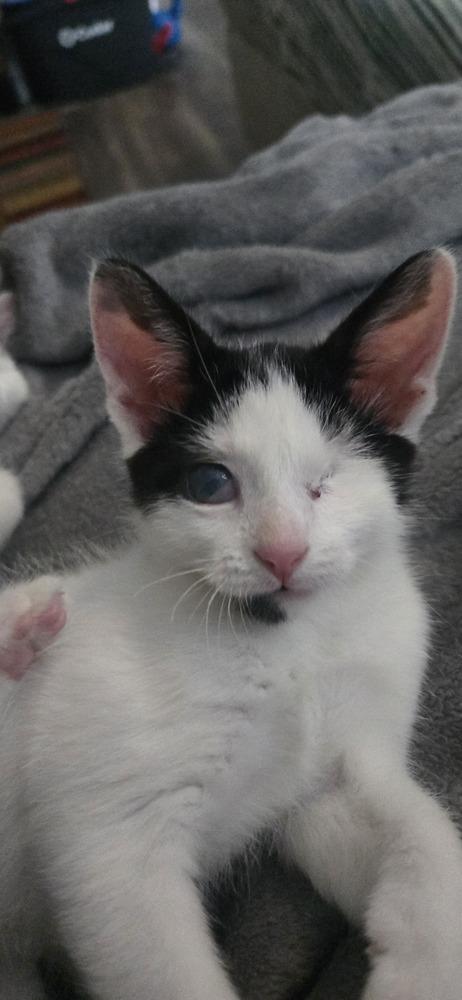 Franklin, Adoptable, Kitten Male Domestic Short Hair.