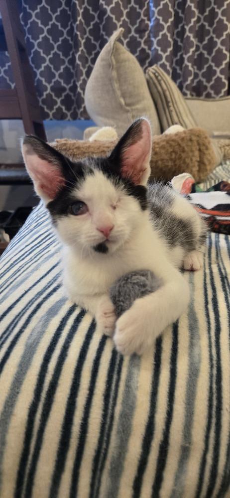 Enlarge Franklin, a Adoptable Domestic Short Hair in Greenbelt, MD image 2/2