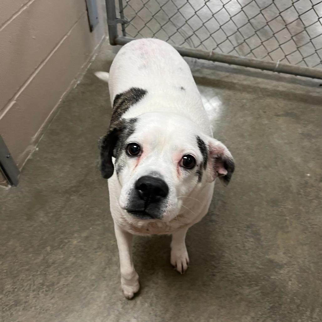 Winnie AKA Sarah Lee, Adoptable, Adult Female Boxer & Mixed Breed.