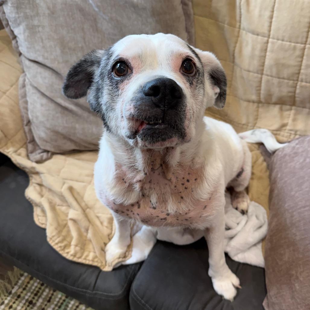 Winnie AKA Sarah Lee, a Adoptable mixed breed in Muncie, IN image 2/6