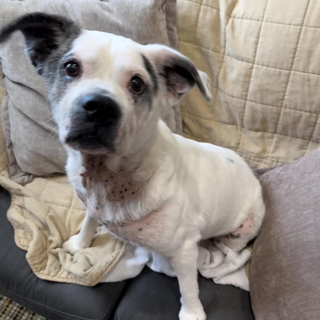 Winnie AKA Sarah Lee, a Adoptable mixed breed in Muncie, IN image 3/6