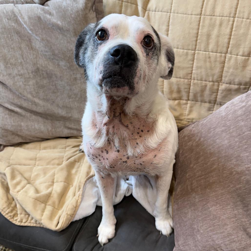 Winnie AKA Sarah Lee, a Adoptable mixed breed in Muncie, IN image 4/6