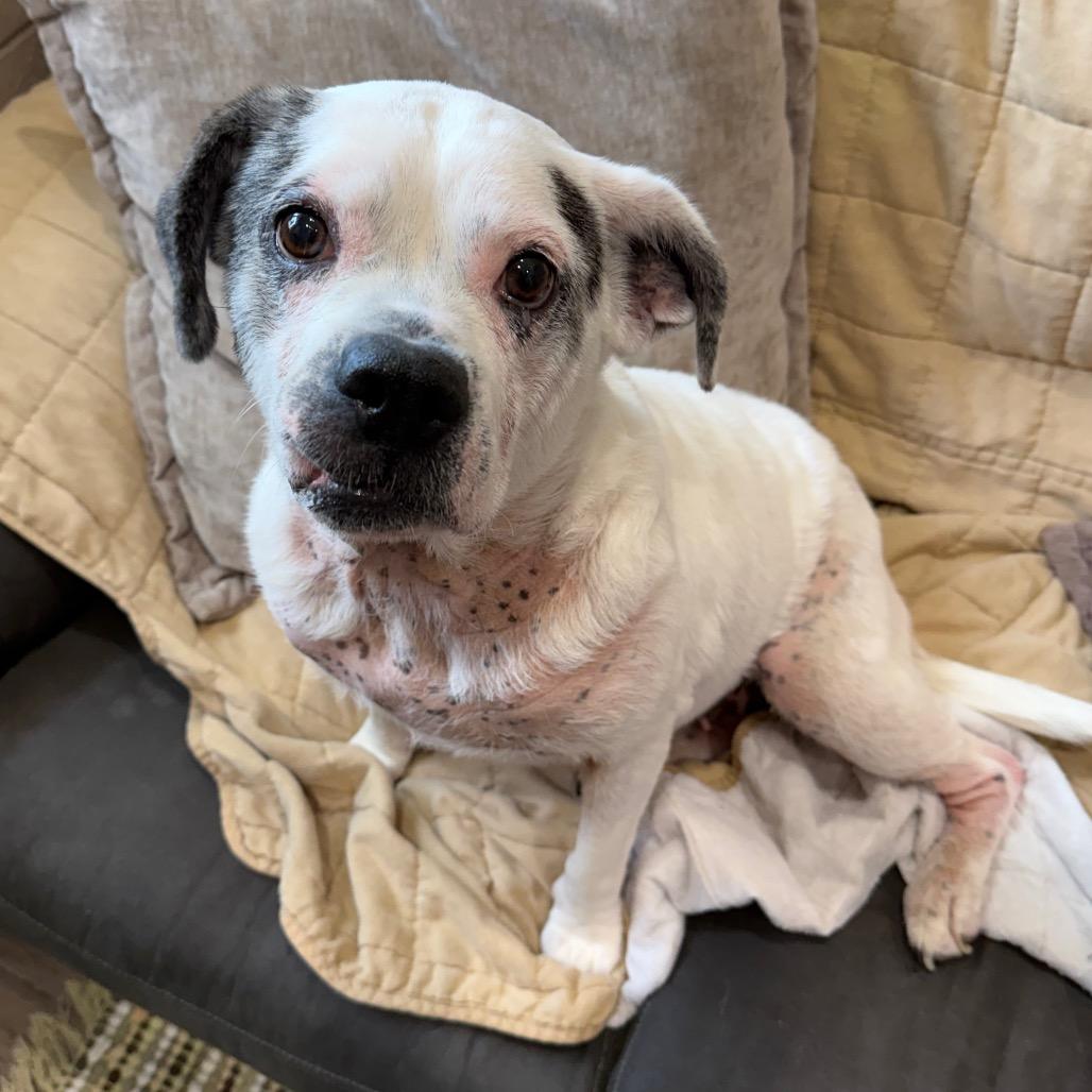 Winnie AKA Sarah Lee, a Adoptable mixed breed in Muncie, IN image 5/6