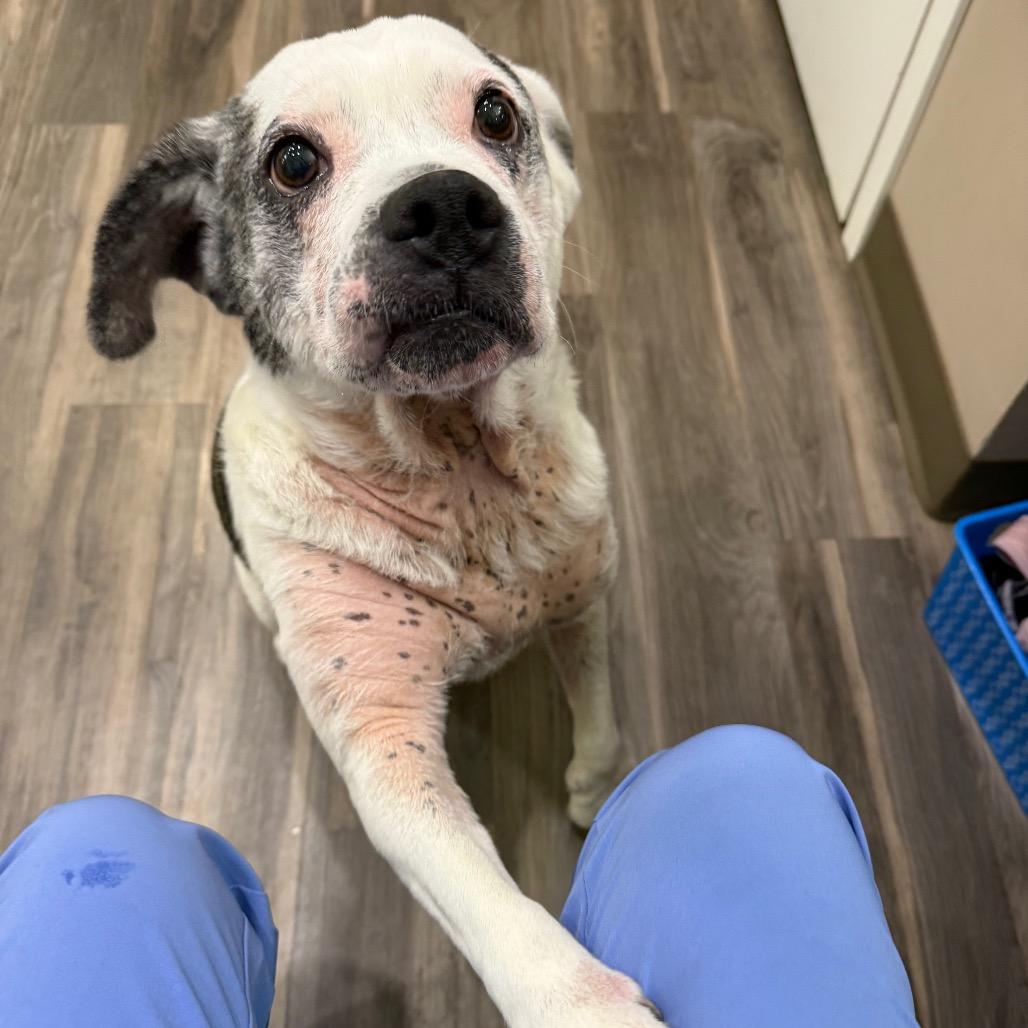 Winnie AKA Sarah Lee, a Adoptable mixed breed in Muncie, IN image 6/6