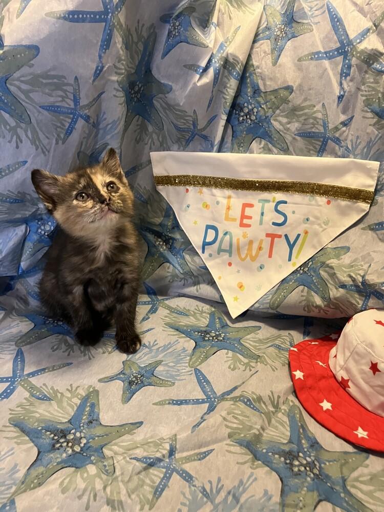 Enlarge Mischief, a Adoptable mixed breed in Powder Springs, GA image 1/6